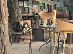 -柴犬高等学院·狗咖·柴犬售卖·宠物训练