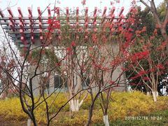 -青枫公园