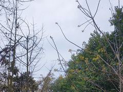 -中国观音故里广德景区