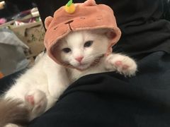 -新发展亚太JW万豪酒店·福苑咖啡厅