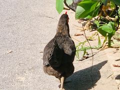 -悦城龙母祖庙