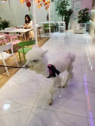 -Moni星球萌宠·小马宝莉·灵蛇·高端高阶全萌宠互动体验俱乐部(红豆国际广场店)
