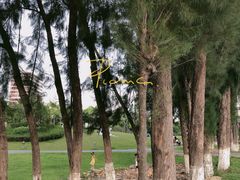 -宝安西湾红树林湿地公园