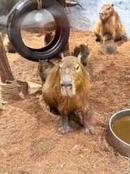 -Zoolung Zoolung动物主题公园(海信广场店)