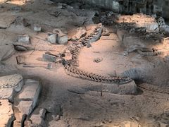 -自贡恐龙博物馆