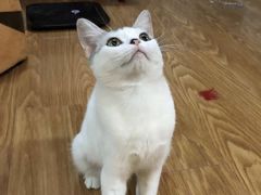 -猫大福·Fortune Cat猫舍(百子湾店)