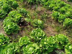 -前小桔亲子创意农场·草莓采摘·露营烧烤