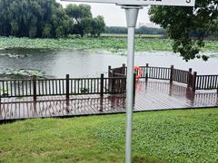 -荷塘月色湿地公园·向阳花洲