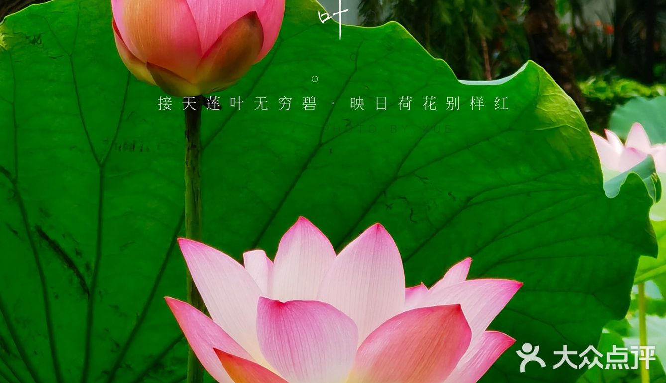 洪湖公园拍荷花之「夏雨荷」没有雨💦💦💦