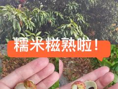 -长洲岛