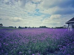 -紫颐香薰山谷景区