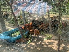 -马陆小张葡萄园农家乐