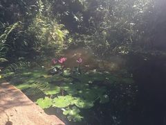 -呀诺达热带雨林
