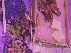 -夜火烤摊·东北烧烤酒场·老杨小黄鱼
