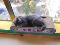 -猫在这儿猫咪咖啡馆·撸猫馆