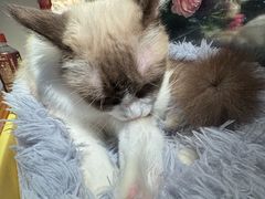 -李小姐の猫咖啡馆(五角场店)