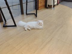 -美联众合宠物医院·爱萌分院·内外科·猫科中心