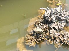 -三亚南山文化旅游区