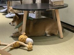 -逗柴咖啡屋·狗咖猫咖宠物桌游