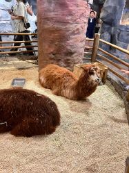 -Zoolung Zoolung动物主题公园(海信广场店)