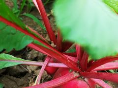 -丫丫蟹庄·苏式园林农家乐·阳澄湖大闸蟹(阳澄湖莲花岛店)
