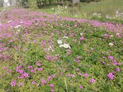 -白鹭湾湿地公园