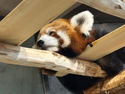 -Zoolung Zoolung动物主题公园(海信广场店)