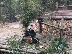 景点-成都大熊猫繁育研究基地