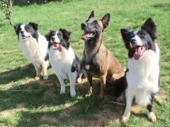 -趣玩宠物乐园寄养训犬训狗游泳池