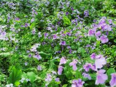 -上海共青森林公园