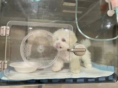 -艾贝尔宠物医院·24H转诊中心·肿瘤猫专科(江宁双龙店)