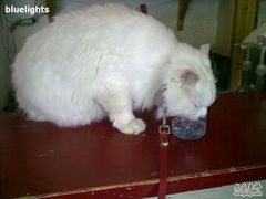 -Babycat私家御饼屋(龙头路一店)