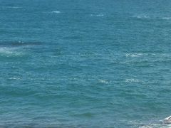 -广东惠东海龟国家级自然保护区