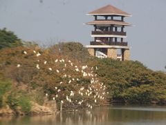 -大湾区中央湿地公园