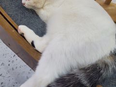 -喵园·猫主题咖啡厅·撸猫·猫咖(国贸店)