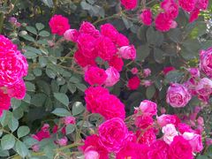 -北京西山国家森林公园