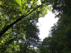 -牛背梁国家森林公园