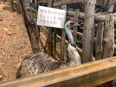 -昆明动物园