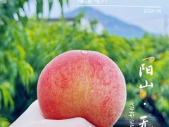 -老袁家蜜桃农场·阳山水蜜桃