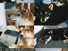 -柴犬高等学院·狗咖·柴犬售卖·宠物训练