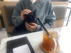 -喵园·猫主题咖啡厅·撸猫·猫咖(国贸店)