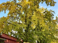 -三里屯东五街银杏大道