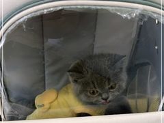 -艾吉宠物医院·疑难杂症转诊中心·猫友好(碧江路院)