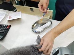 -乐琪宠物医院·犬猫专科·骨外科·急重症