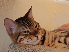 -猫腻·猫咖·撸猫馆(星光大道店)