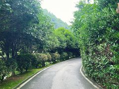 -桃花岭景区