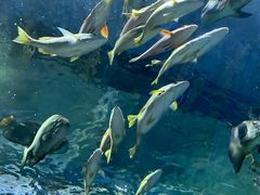 -上海海洋水族馆