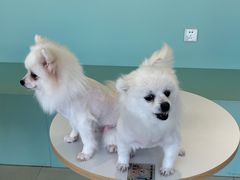 -怪兽屋·羊驼·猫咖·狗咖(俊华广场店)