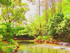 -上海共青森林公园