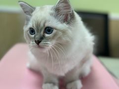 -瑞鹏宠物医院犬猫全科(真大分院)